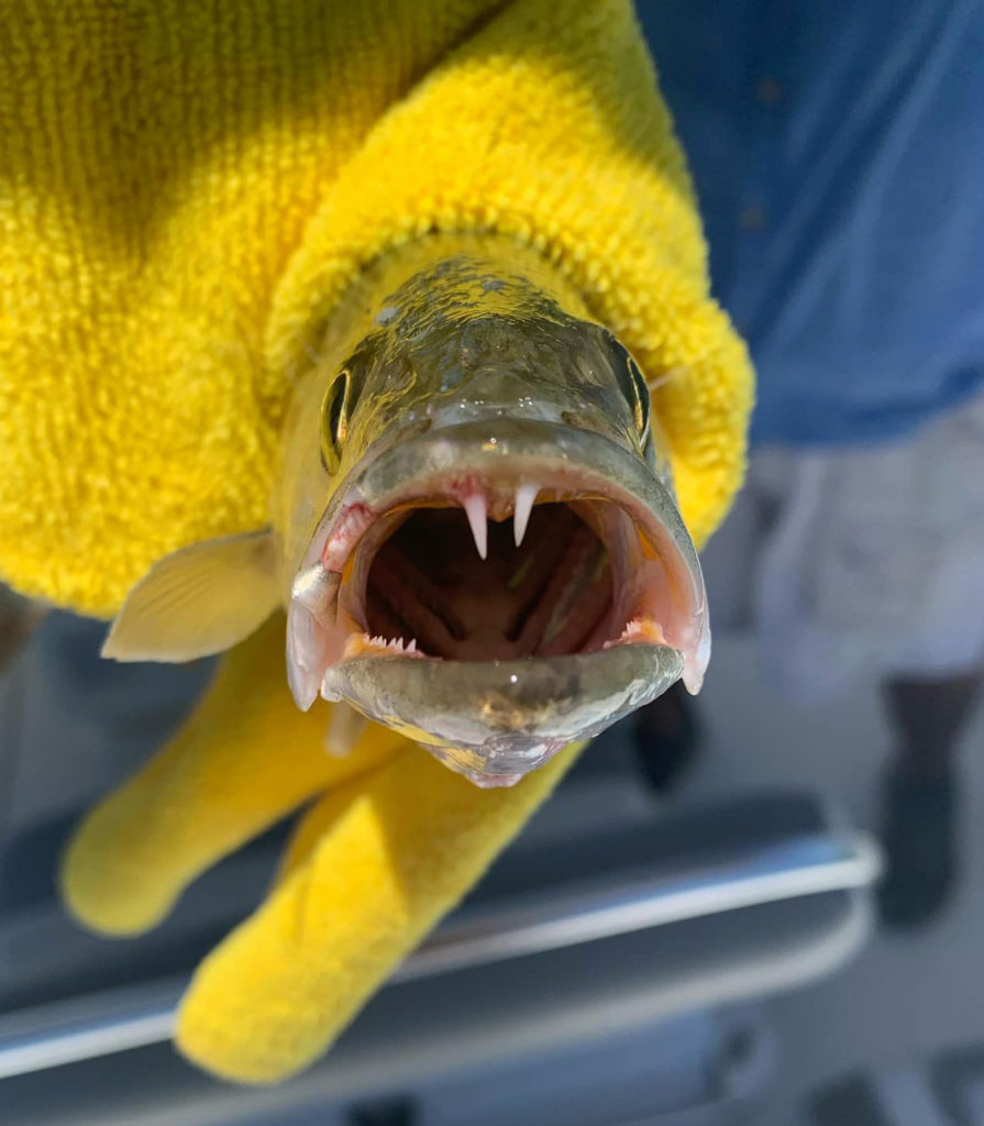 ugly fish