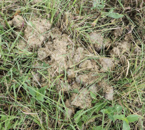 manure